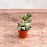 Adromischus maculatus - Calico Hearts Plant - 3 Inch - Ed's Plant Shop