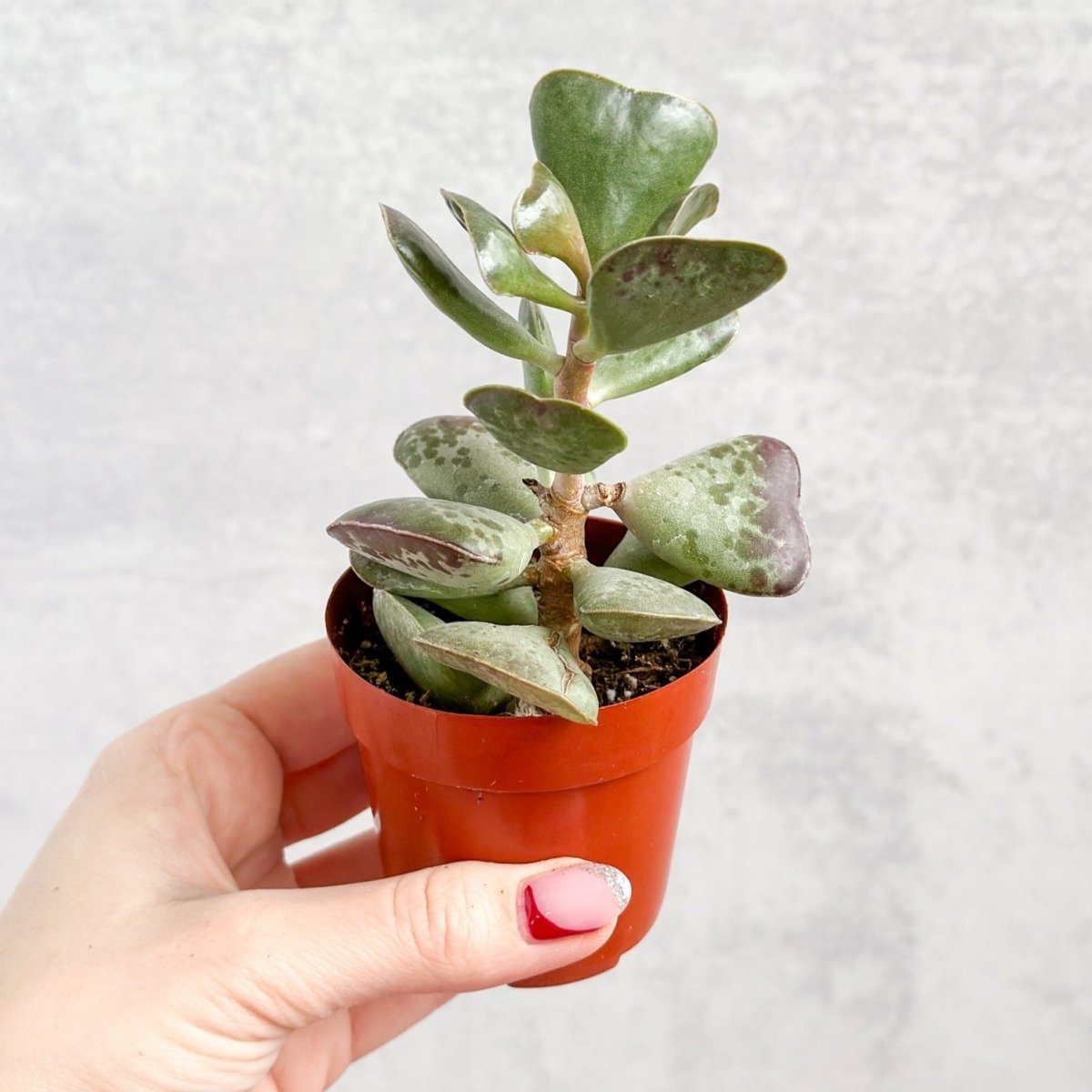 calico heart succulent Adromischus maculatus - Calico Hearts Plant