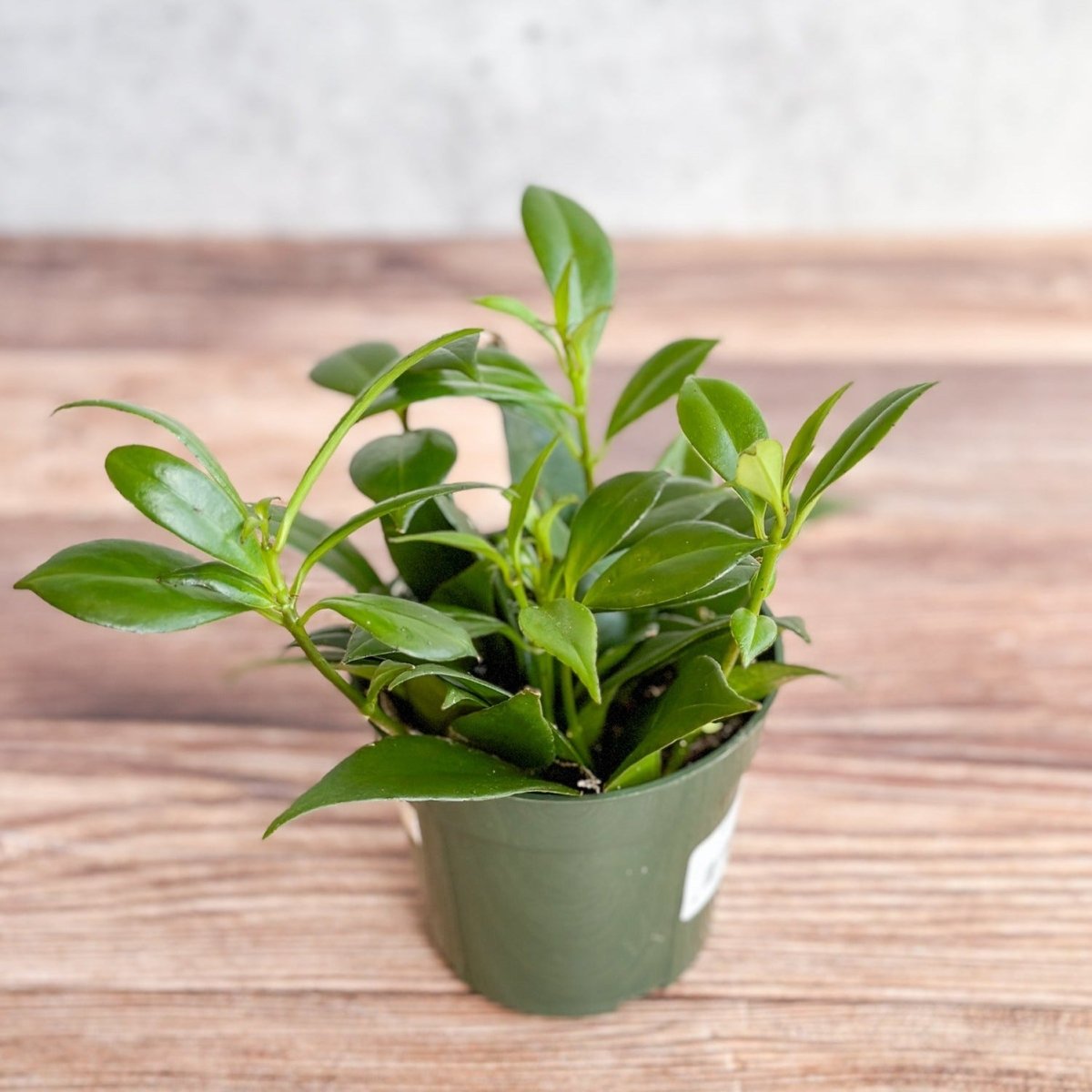 Aeschynanthus japhrolepsis - Rapunzel Lipstick Plant - Ed's Plant Shop