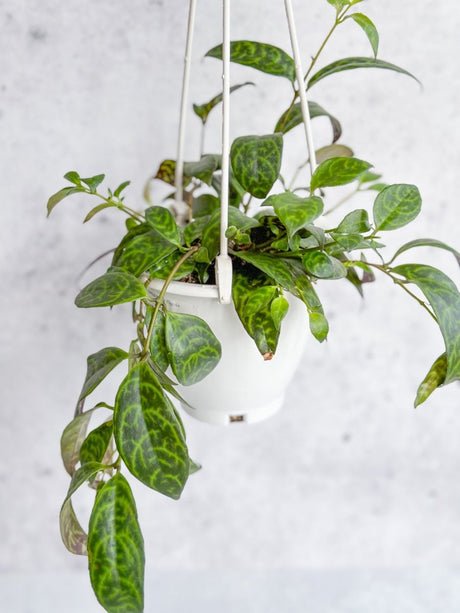 Aeschynanthus longicaulis ‘Black Pagoda’ - Hanging Basket - Ed's Plant Shop