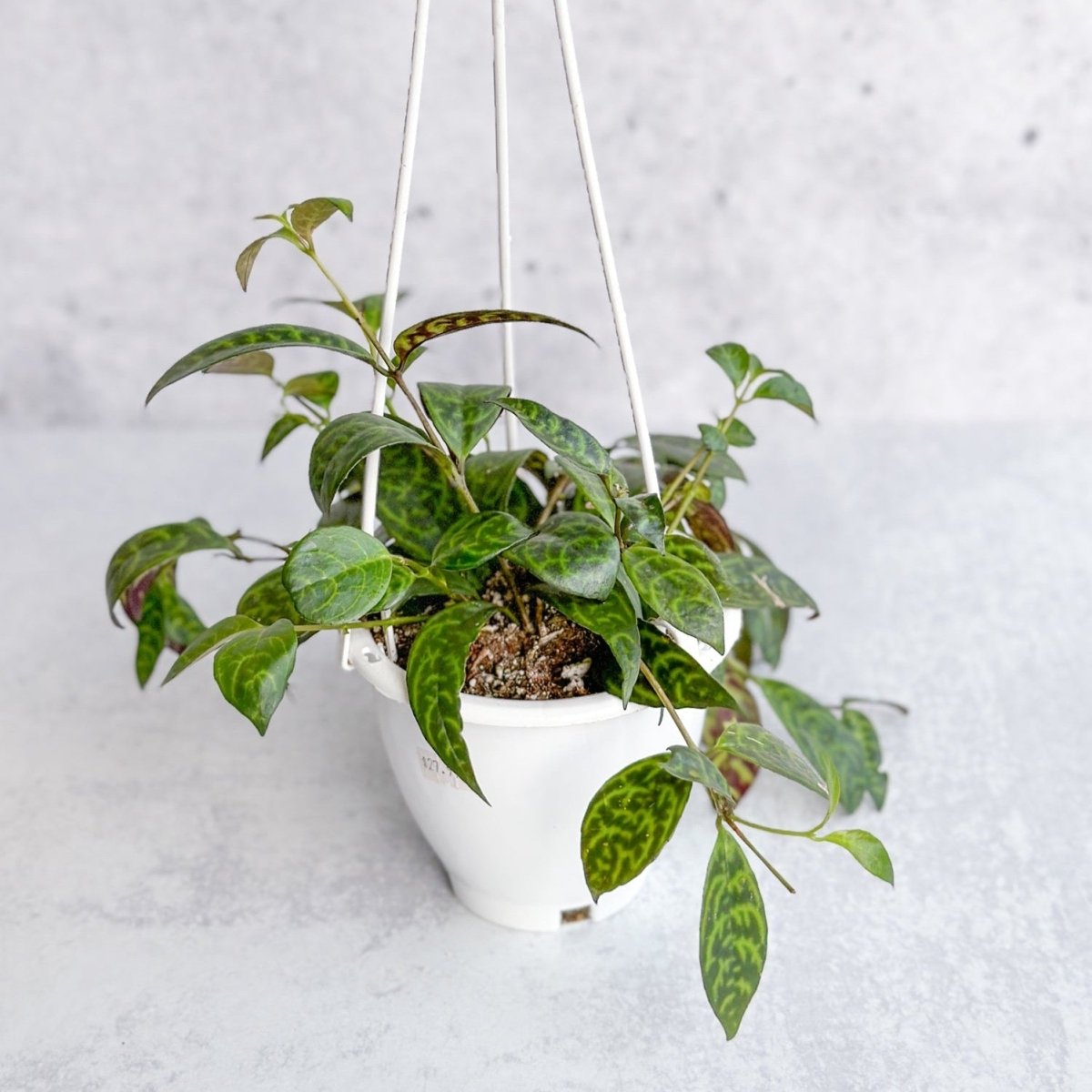 Black Pagoda Lipstick Plant Hanging Basket – Ed's Plant Shop