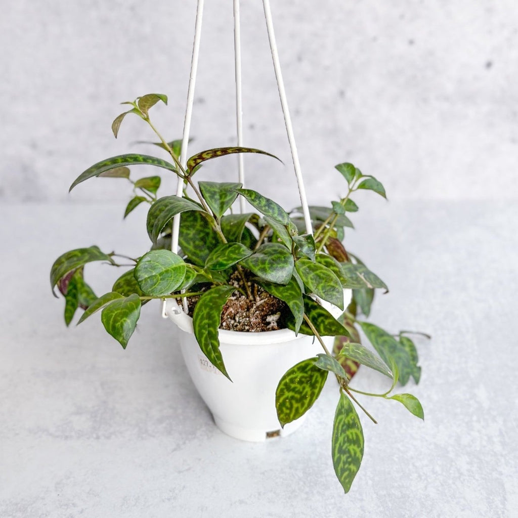 Aeschynanthus longicaulis ‘Black Pagoda’ - Hanging Basket - Ed's Plant Shop