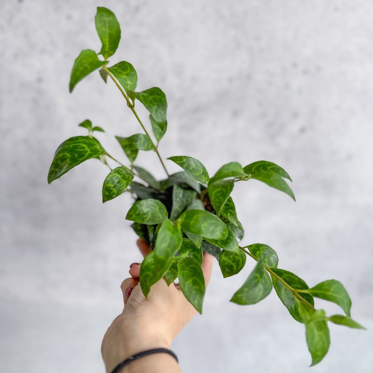 Aeschynanthus longicaulis ‘Black Pagoda’ – Black Pagoda Lipstick Plant