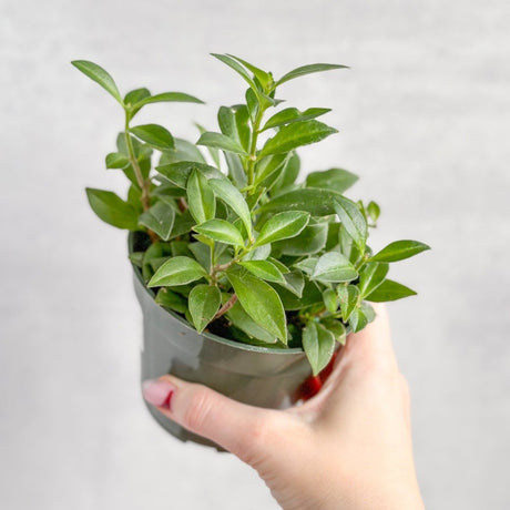 Aeschynanthus longicaulis 'Purple Star' - Purple Star Lipstick Plant - Various Sizes - Ed's Plant Shop