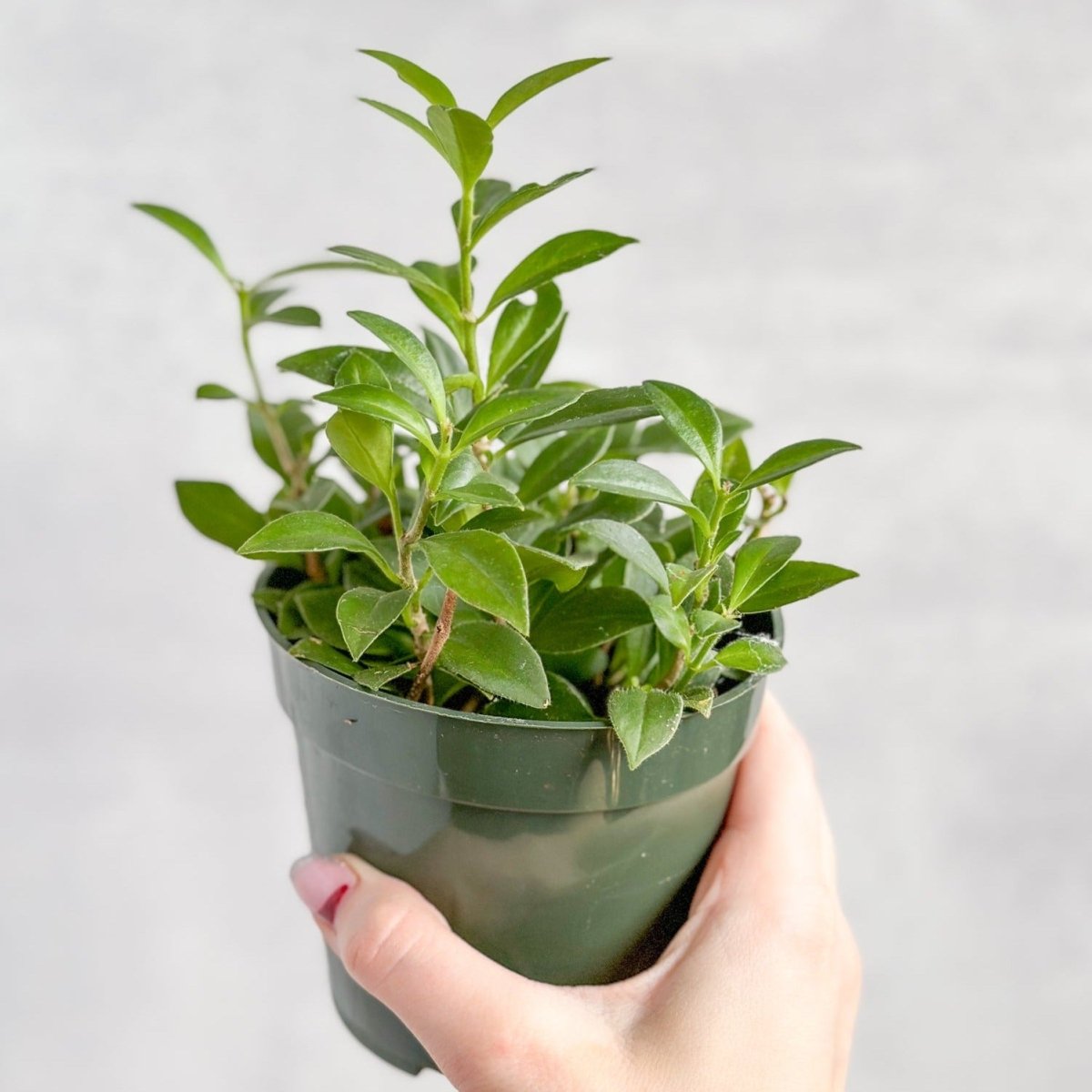 Aeschynanthus longicaulis 'Purple Star' - Purple Star Lipstick Plant - Various Sizes - Ed's Plant Shop