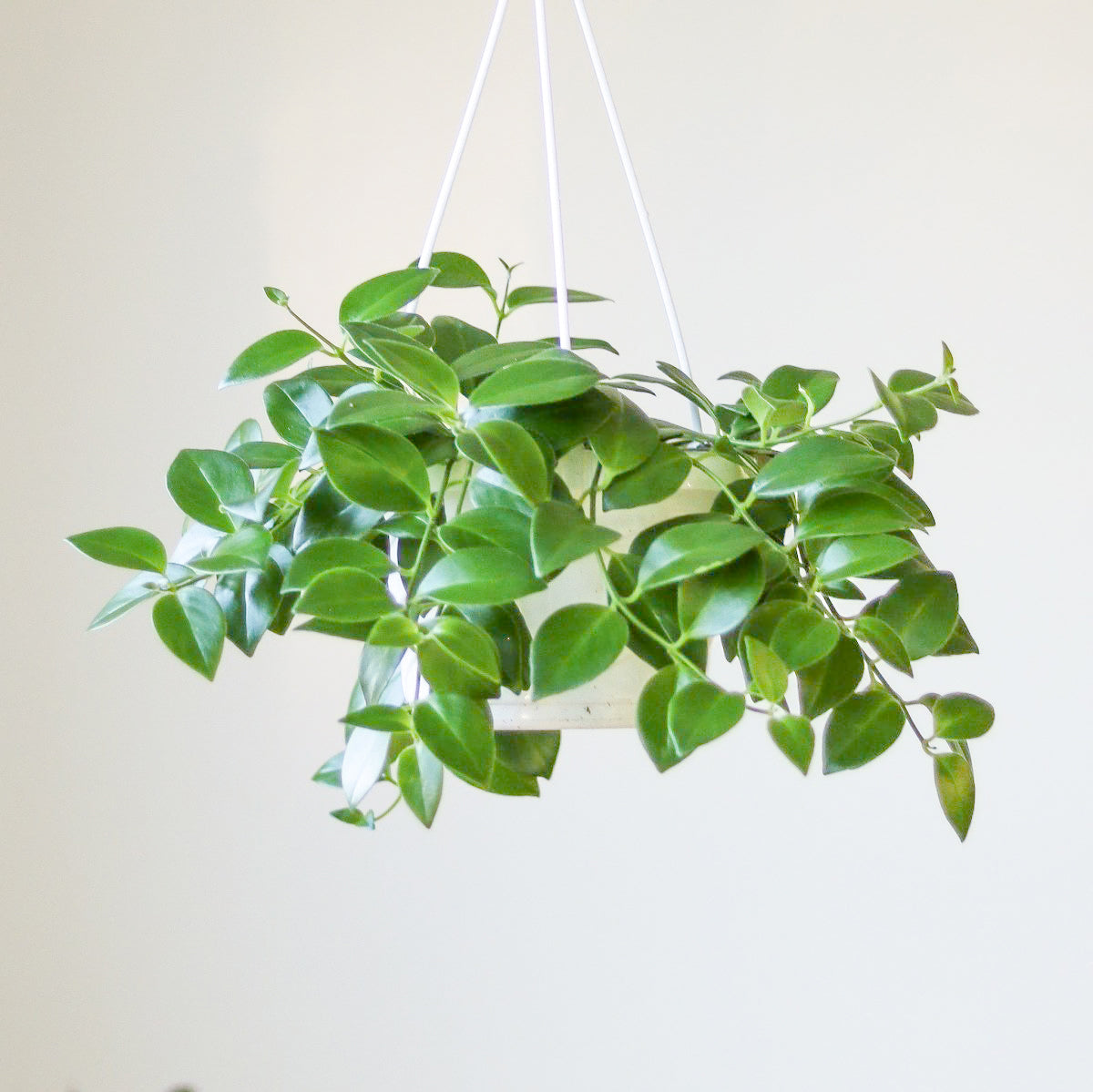 Aeschynanthus Radicans - Lipstick Plant - Hanging Basket