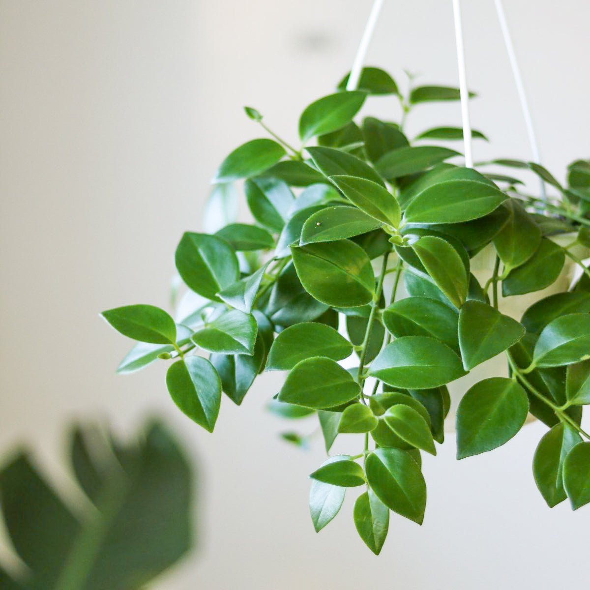 bright green hanging plant Aeschynanthus Radicans