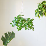 lipstick plant hanging basket Aeschynanthus Radicans