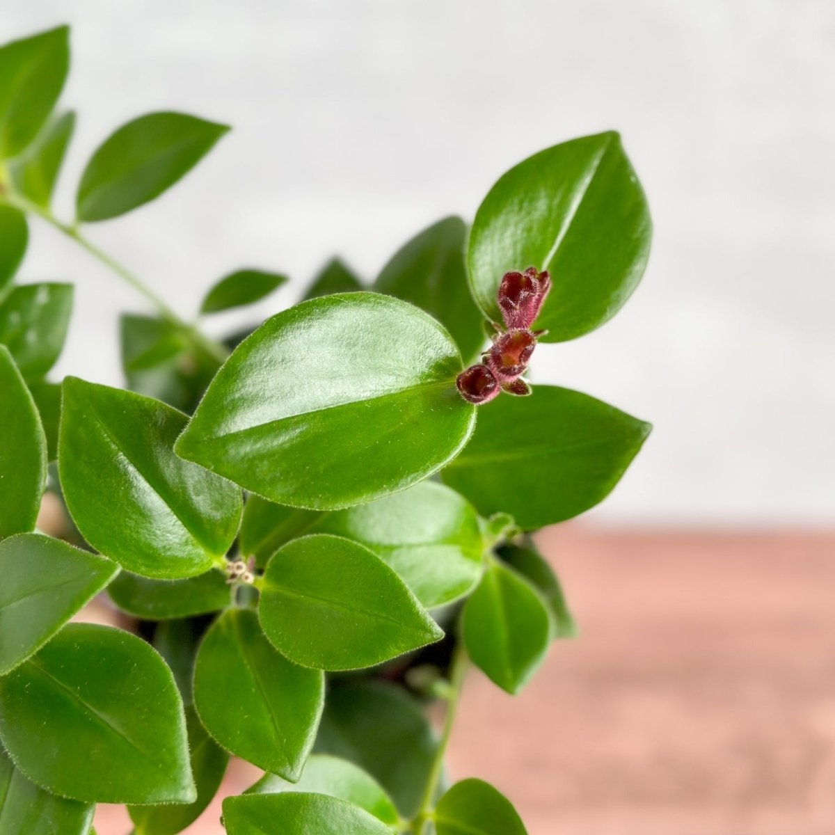 Aeschynanthus radicans 'Mona Lisa' - Mona Lisa Lipstick Plant Hanging Basket - Ed's Plant Shop