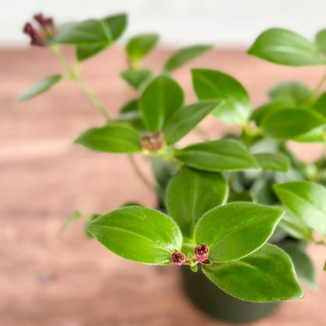 Aeschynanthus radicans 'Mona Lisa' - Mona Lisa Lipstick Plant - Various Sizes - Ed's Plant Shop