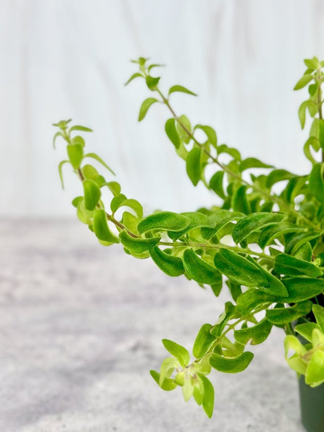 Aeschynanthus radicans 'Rasta' Curly Lipstick Plant - 4 Inch - Ed's Plant Shop