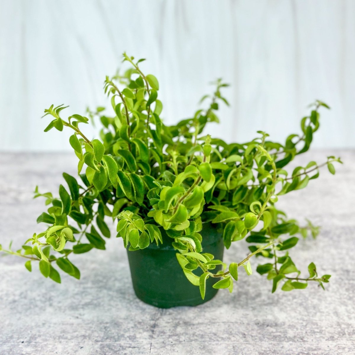 lipstick plant indoor care Aeschynanthus radicans 'Rasta' Curly Lipstick Plant