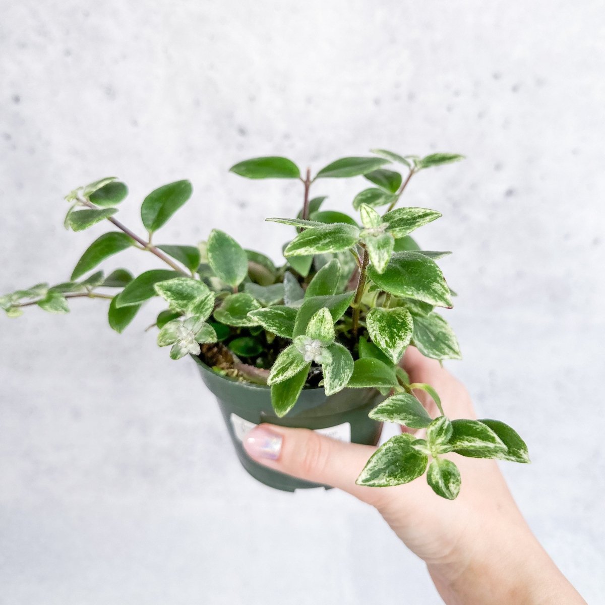 Aeschynanthus radicans 'Variegata'