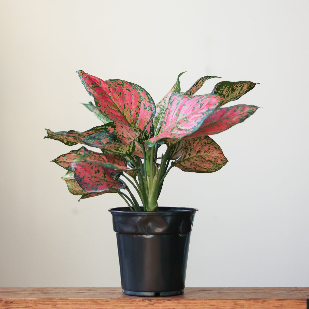 Aglaonema 'Anyamanee' - Red Heart Chinese Evergreen