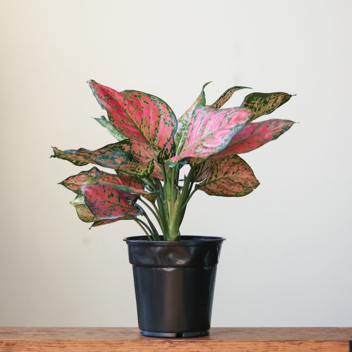 N*P様 THE GREEN KONG Aglaonema picture Aglaonema Green Papuma 4” – Angie's Planties