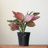 Aglaonema 'Anyamanee' - Red Heart Chinese Evergreen - 6 Inch - Ed's Plant Shop