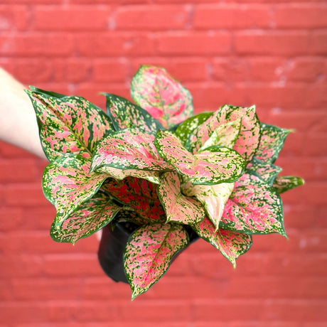 Aglaonema 'Anyamanee' - Red Heart Chinese Evergreen - 6 Inch - Ed's Plant Shop