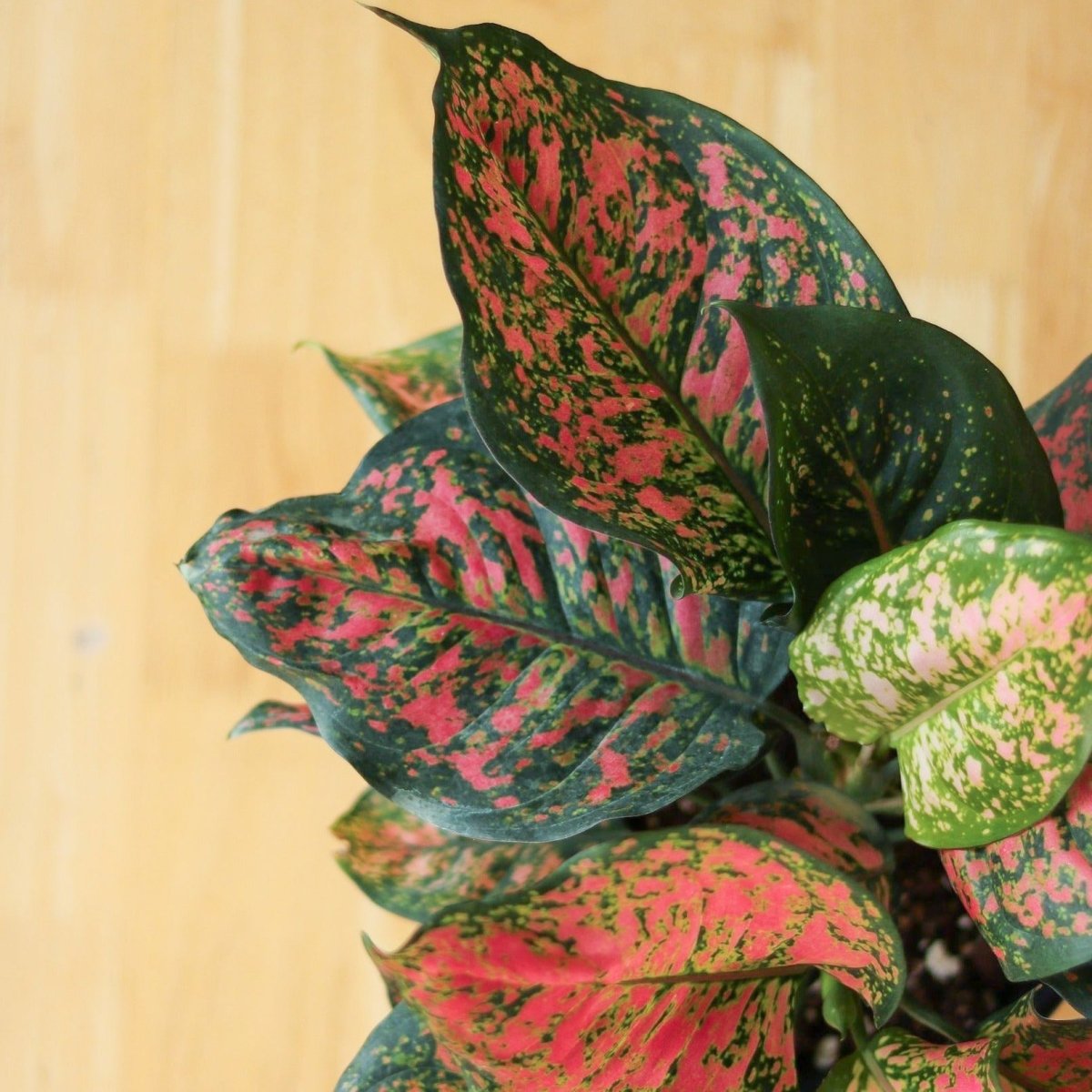 aglaonema strawberry shortcake Aglaonema ‘Anyamanee’ (Red Valentine) — Pink Mottled Chinese Evergreen
