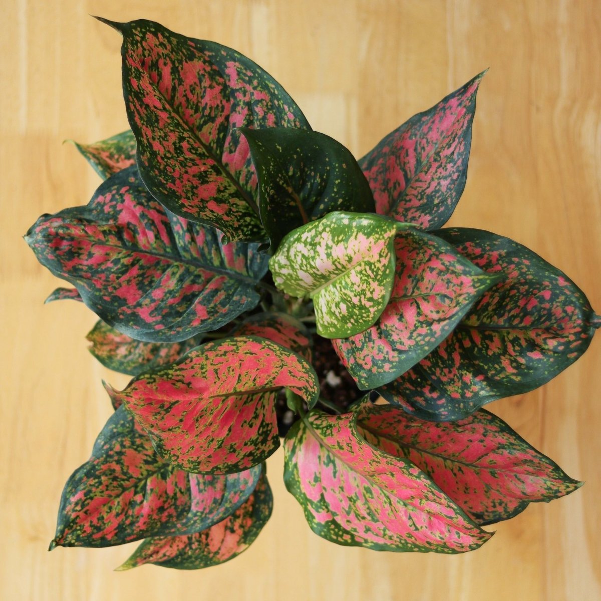Top view of Aglaonema Anyamanee plant with pink and green speckled leaves on natural wood surface.