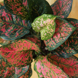 Close-up of Aglaonema Anyamanee foliage showing pink, green, and cream variegation on broad leaves.