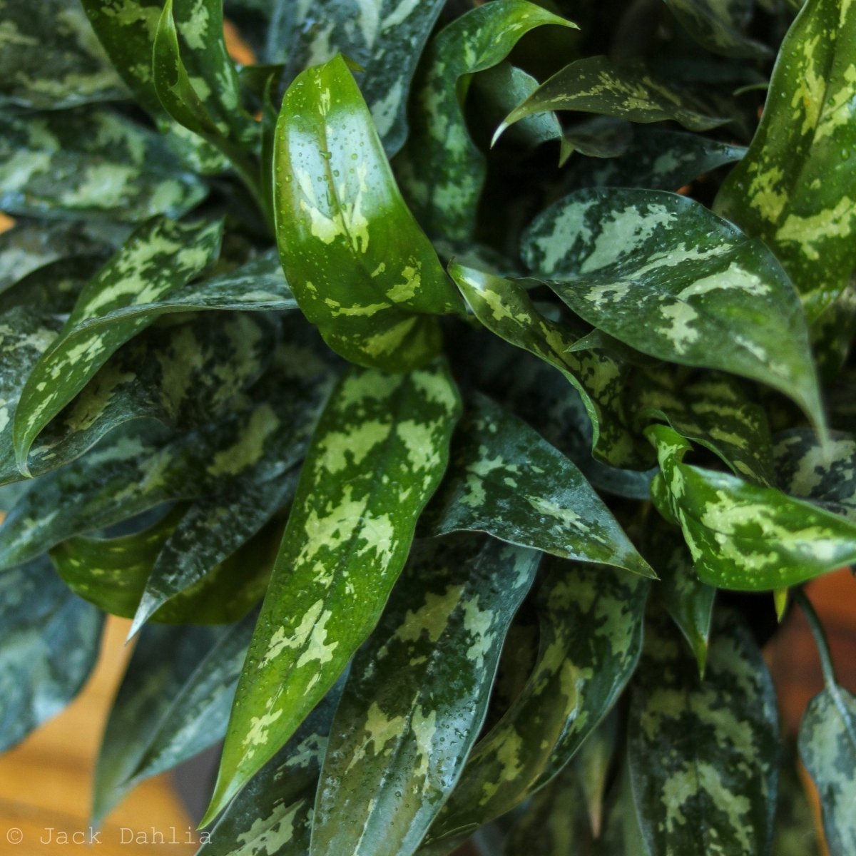 aglaonema emerald holiday 6 in. Aglaonema Maria Emerald Beauty Plant in Grower Container