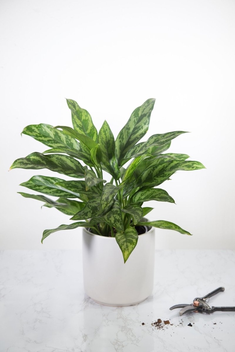 Aglaonema Commutatum 'Maria' 'Emerald Beauty' - Various Sizes - Ed's Plant Shop