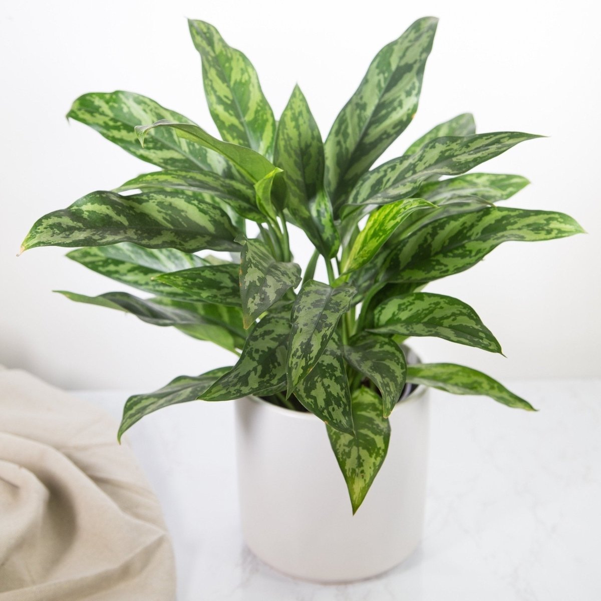 aglaonema beauty plant 6 in. Aglaonema Maria Emerald Beauty Plant in Grower Container