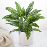 Aglaonema Commutatum 'Maria' 'Emerald Beauty' - Various Sizes - Ed's Plant Shop