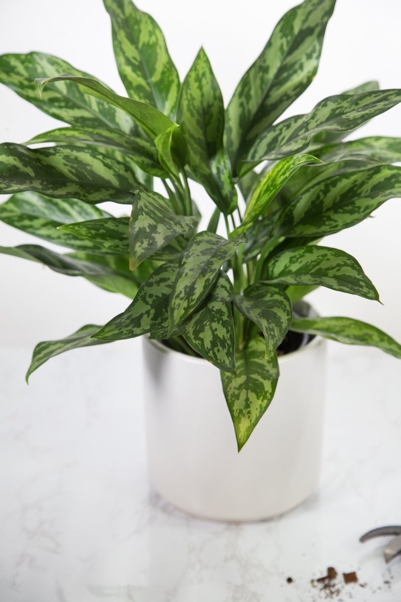 aglaonema albomarginata 6 in. Aglaonema Maria Emerald Beauty Plant in Grower Container