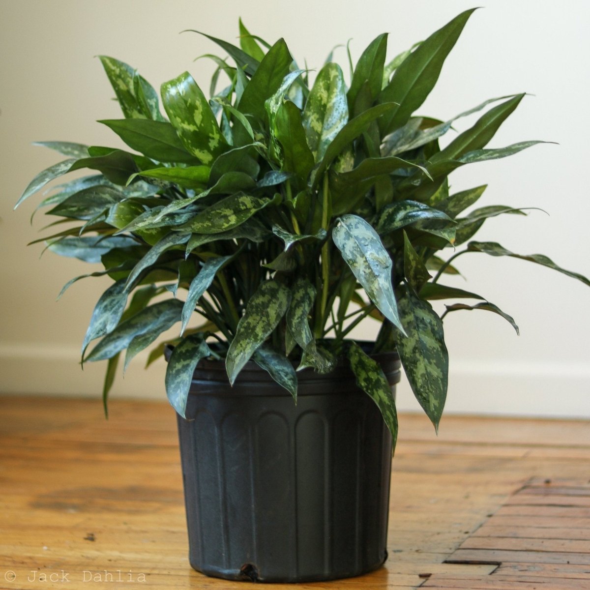 Aglaonema Commutatum 'Maria' 'Emerald Beauty' - Various Sizes - Ed's Plant Shop