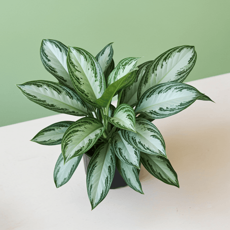 Potted Aglaonema Silver Bay with green and white leaves on a light surface with a green background