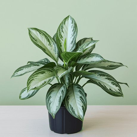 Potted Aglaonema Silver Bay with green and white leaves on a light green background