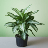 Potted Aglaonema Silver Bay with green and white leaves on a light green background