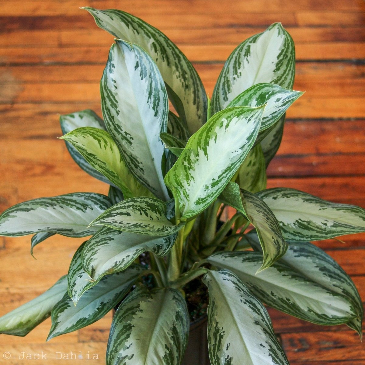 aglaonema commutatum silver bay Aglaonema Silver Bay - Live Plant in a 6 Inch Pot - Chinese Evergreen