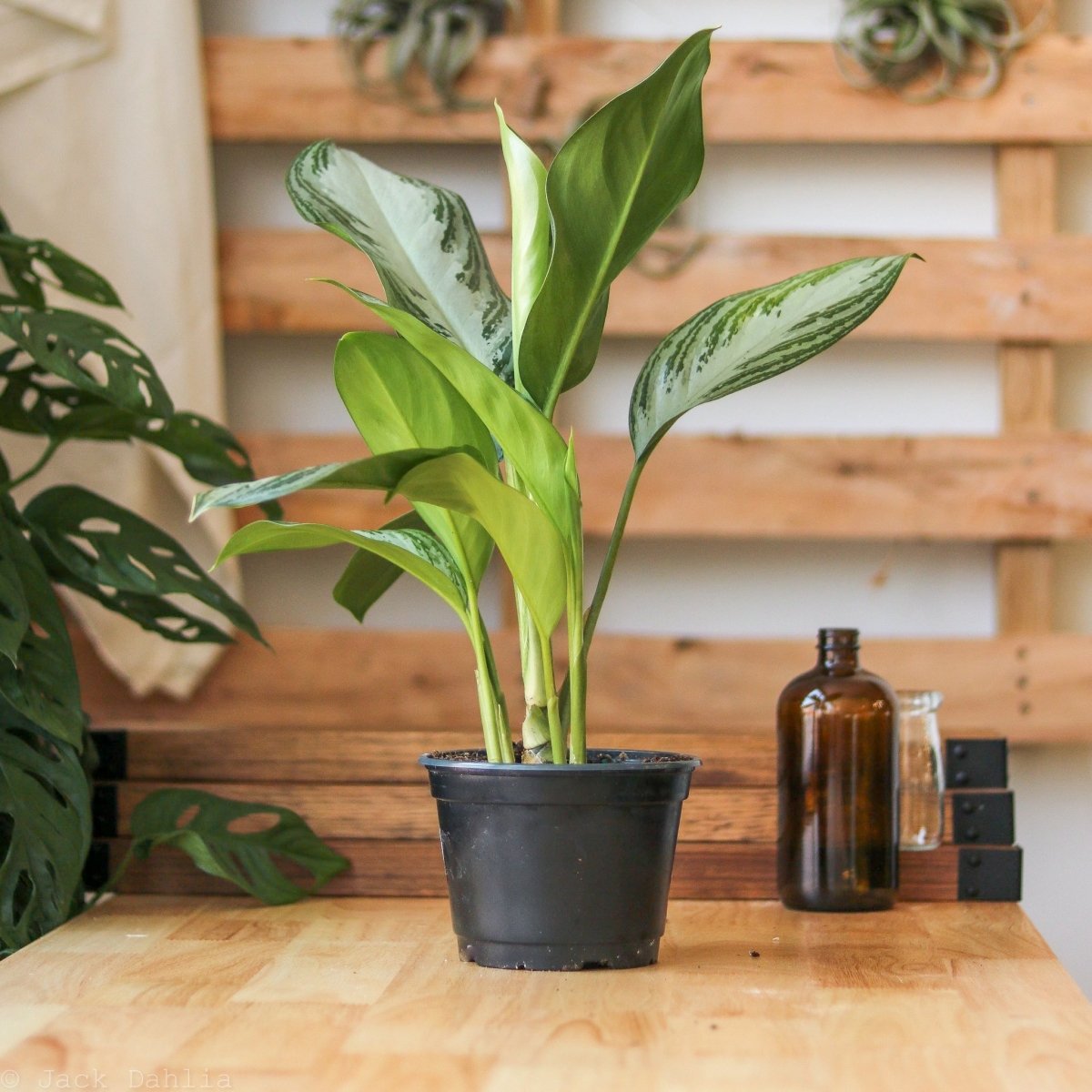aglaonema silver bay giftig Aglaonema Silver Bay - Live Plant in a 6 Inch Pot - Chinese Evergreen
