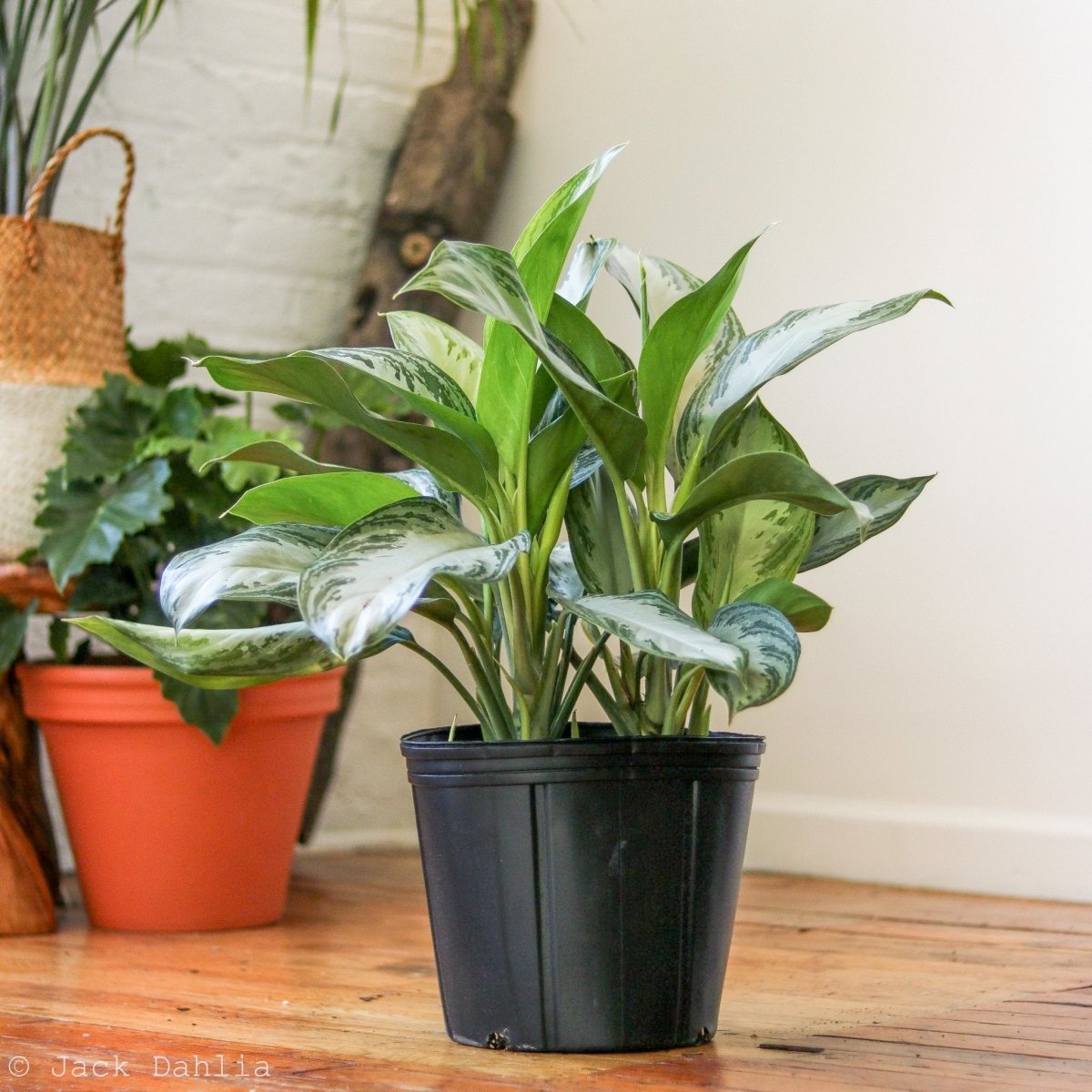 Aglaonema Commutatum 'Silver Bay' Chinese Evergreen - Various Sizes - Ed's Plant Shop