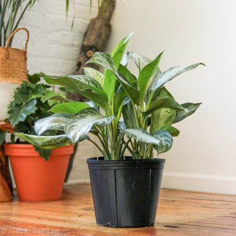 Aglaonema Commutatum 'Silver Bay' Chinese Evergreen - Various Sizes - Ed's Plant Shop