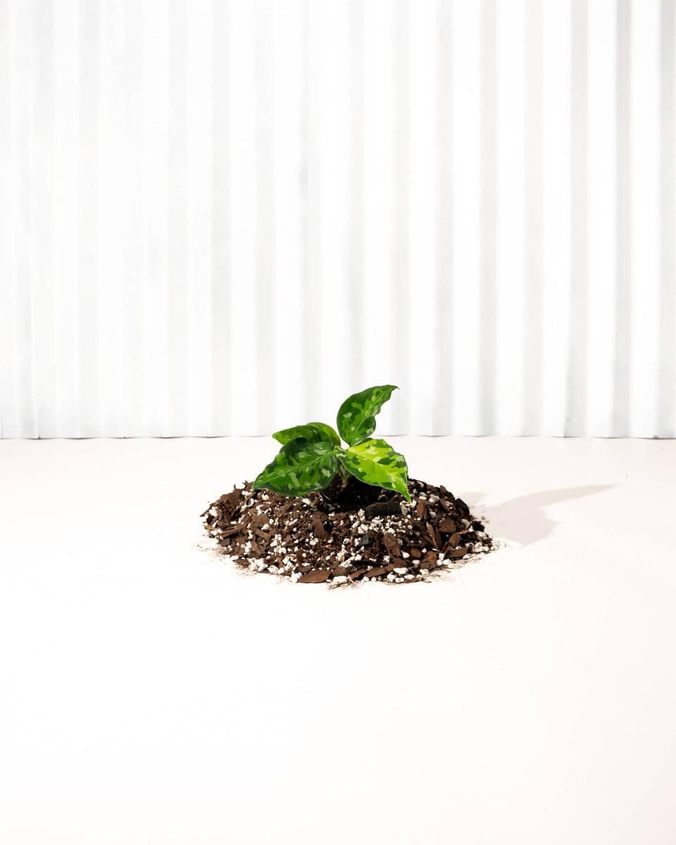 Ed's Plant Shop Aglaonema Pictum Tricolor - Thumbnail 5