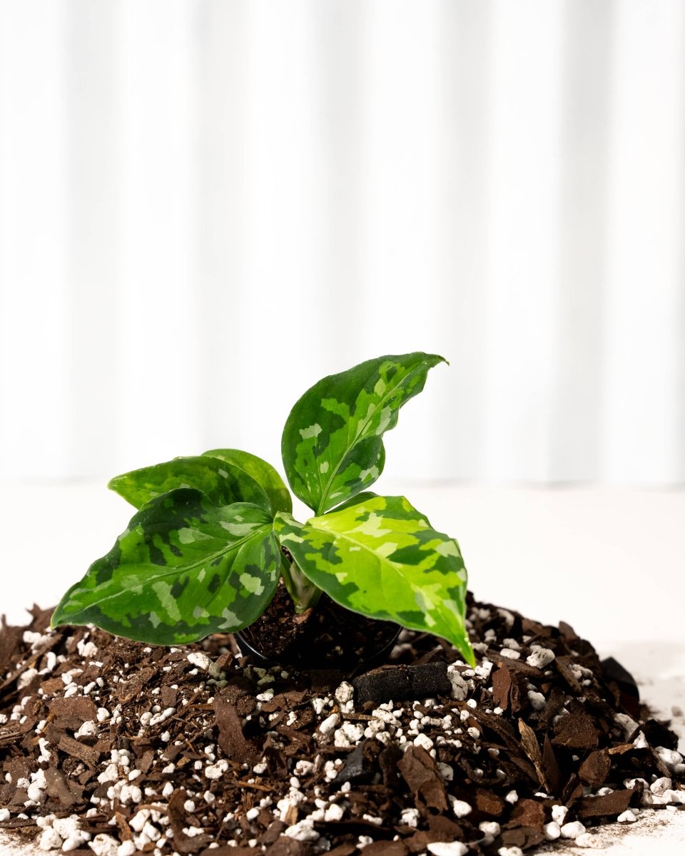 Small Aglaonema pictum tricolor plant growing out of soil with a white background