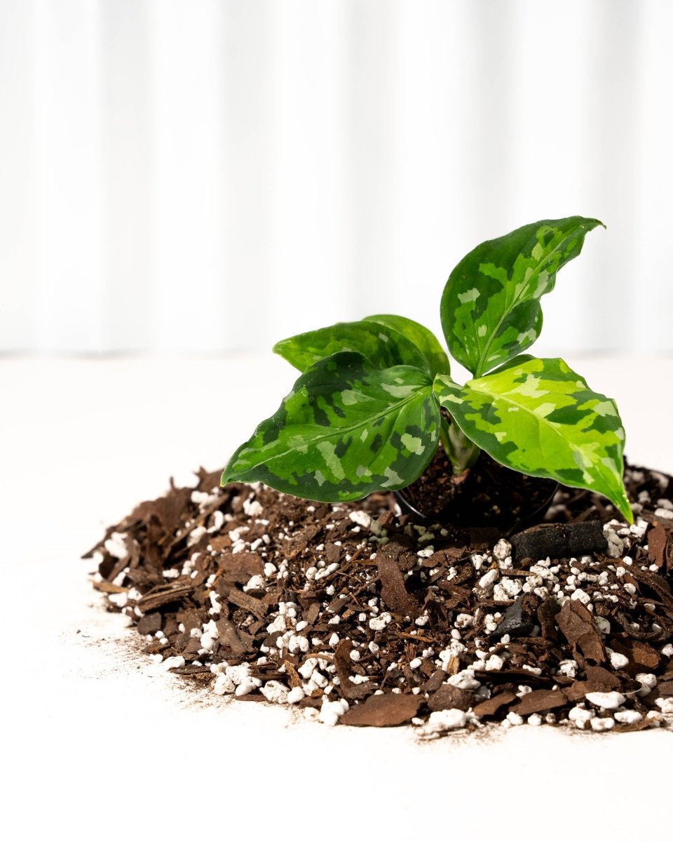 Small Aglaonema chinese evergreen plant growing out of soil with a white background