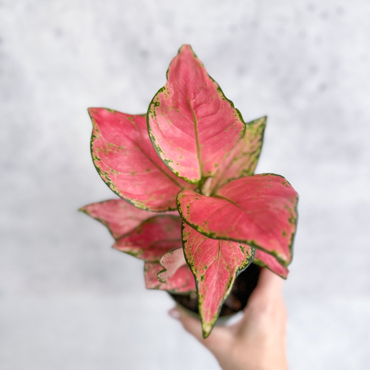 Aglaonema Pink Lady Valentine Chinese Evergreen Hybrid - 4 Inch - Ed's Plant Shop