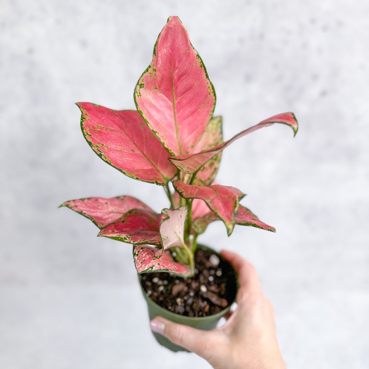 Aglaonema Pink Lady Valentine Chinese Evergreen Hybrid – Ed's
