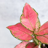 Aglaonema Pink Lady Valentine Chinese Evergreen Hybrid - 4 Inch - Ed's Plant Shop