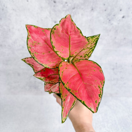 Aglaonema Pink Lady Valentine Chinese Evergreen Hybrid - 4 Inch - Ed's Plant Shop