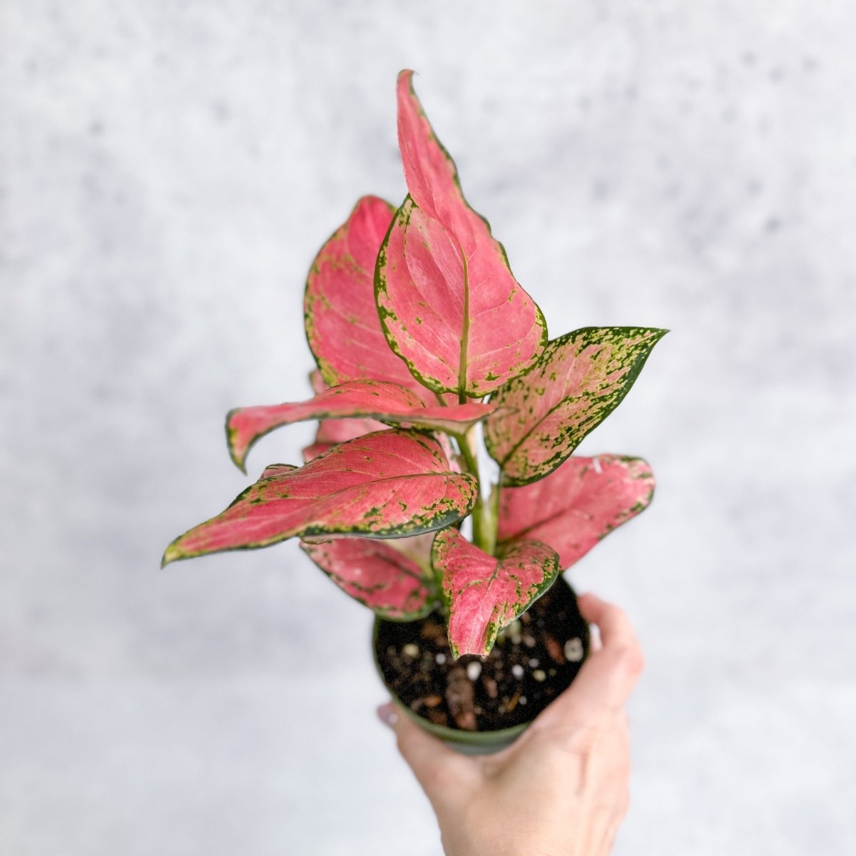 Aglaonema Pink Lady Valentine Chinese Evergreen Hybrid - 4 Inch - Ed's Plant Shop