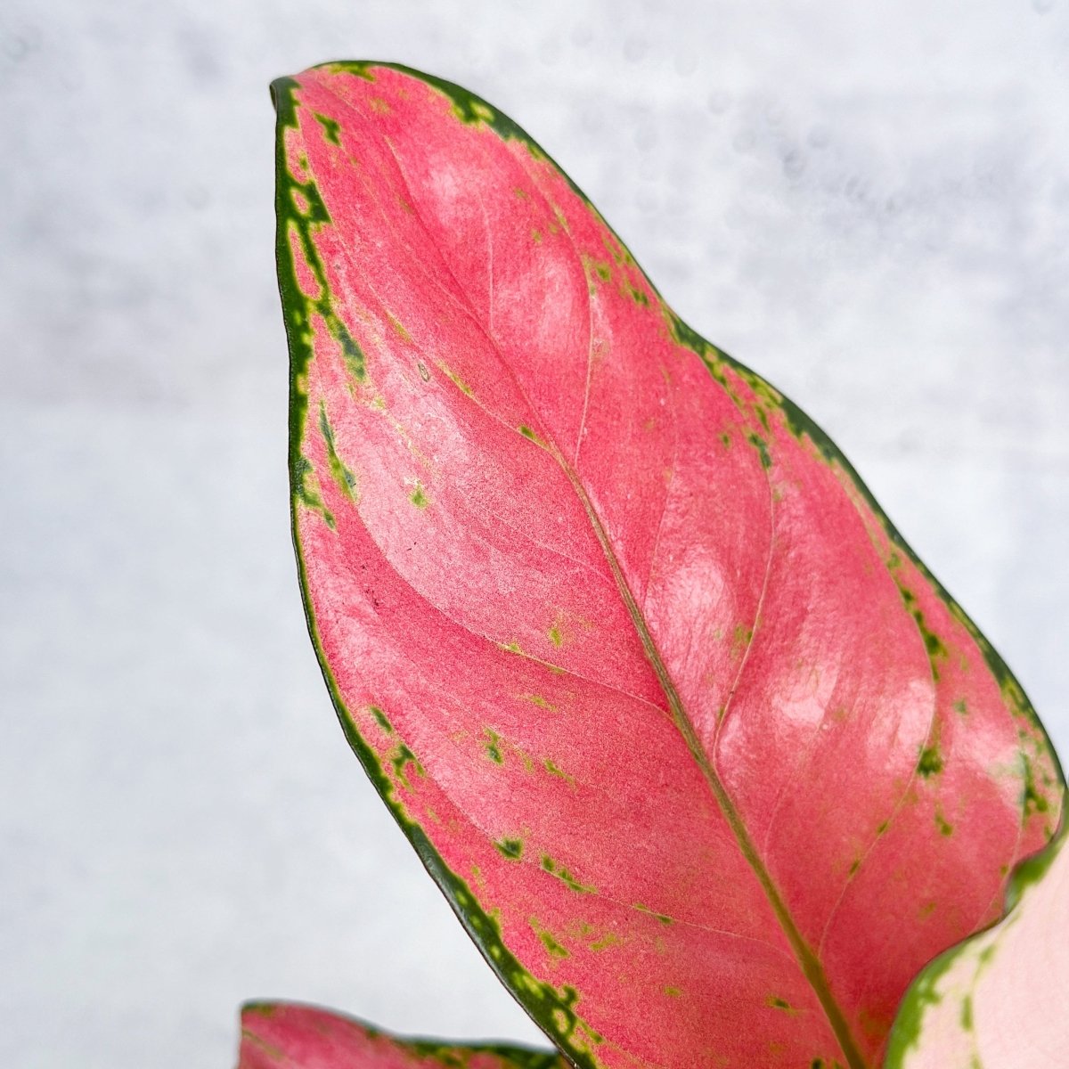 Aglaonema Pink Lady Valentine Chinese Evergreen Hybrid - 4 Inch - Ed's Plant Shop