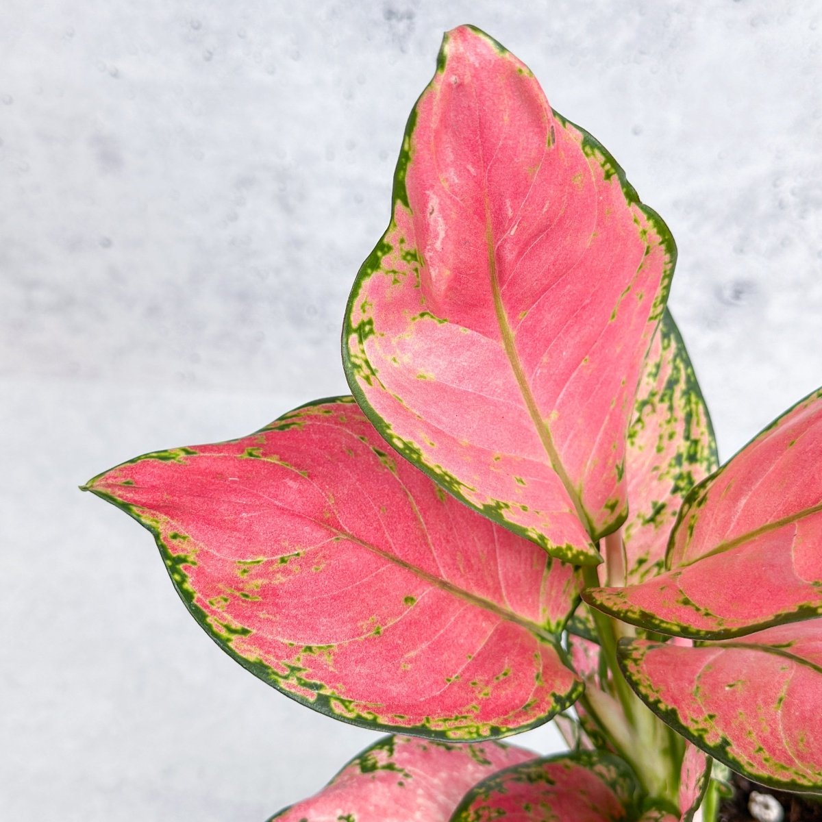 Aglaonema Pink Lady Valentine Chinese Evergreen Hybrid - 4 Inch - Ed's Plant Shop