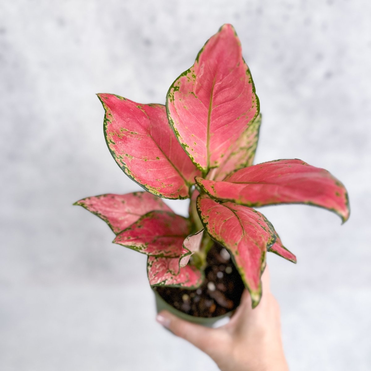 Aglaonema Pink Lady Valentine Chinese Evergreen Hybrid - 4 Inch - Ed's Plant Shop