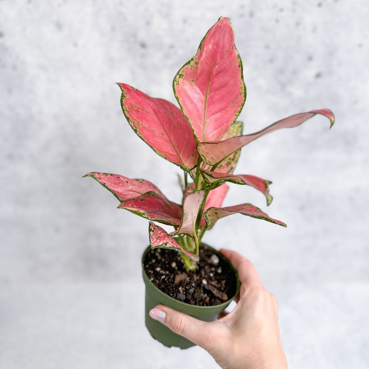 Aglaonema Pink Lady Valentine Chinese Evergreen Hybrid - 4 Inch - Ed's Plant Shop