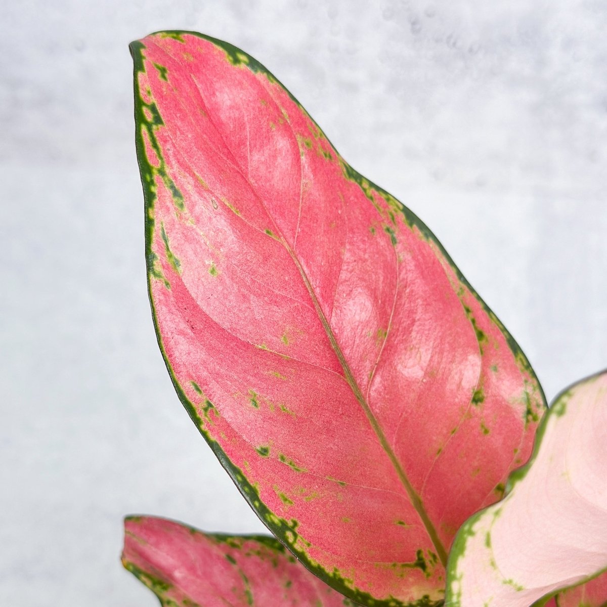 Aglaonema Pink Lady Valentine Chinese Evergreen Hybrid - 4 Inch - Ed's Plant Shop